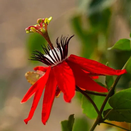 Buy Krishna Kamal Red (Passiflora Incarnata) "Passion Flowers" - Plant Online at Lalitenterprise