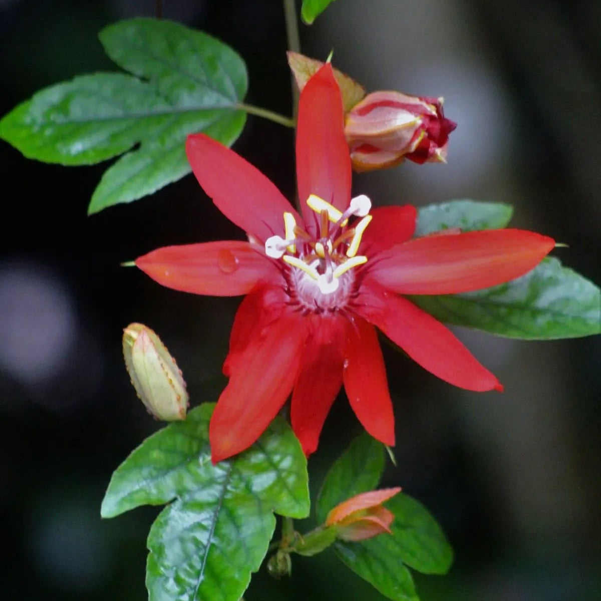 Buy Krishna Kamal Red (Passiflora Incarnata) "Passion Flowers" - Plant Online at Lalitenterprise