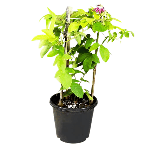 Buy Krishnakamal, Passiflora, Passion Flower (Pink) - Plant Online at Lalitenterprise