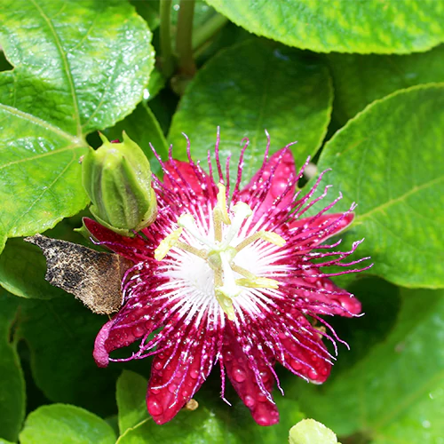 Buy Passion Flower (Pink) - Plant Online at Lalitenterprise