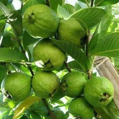 Buy L49 white Guava, "Amrud" - Plant Online at Lalitenterprise