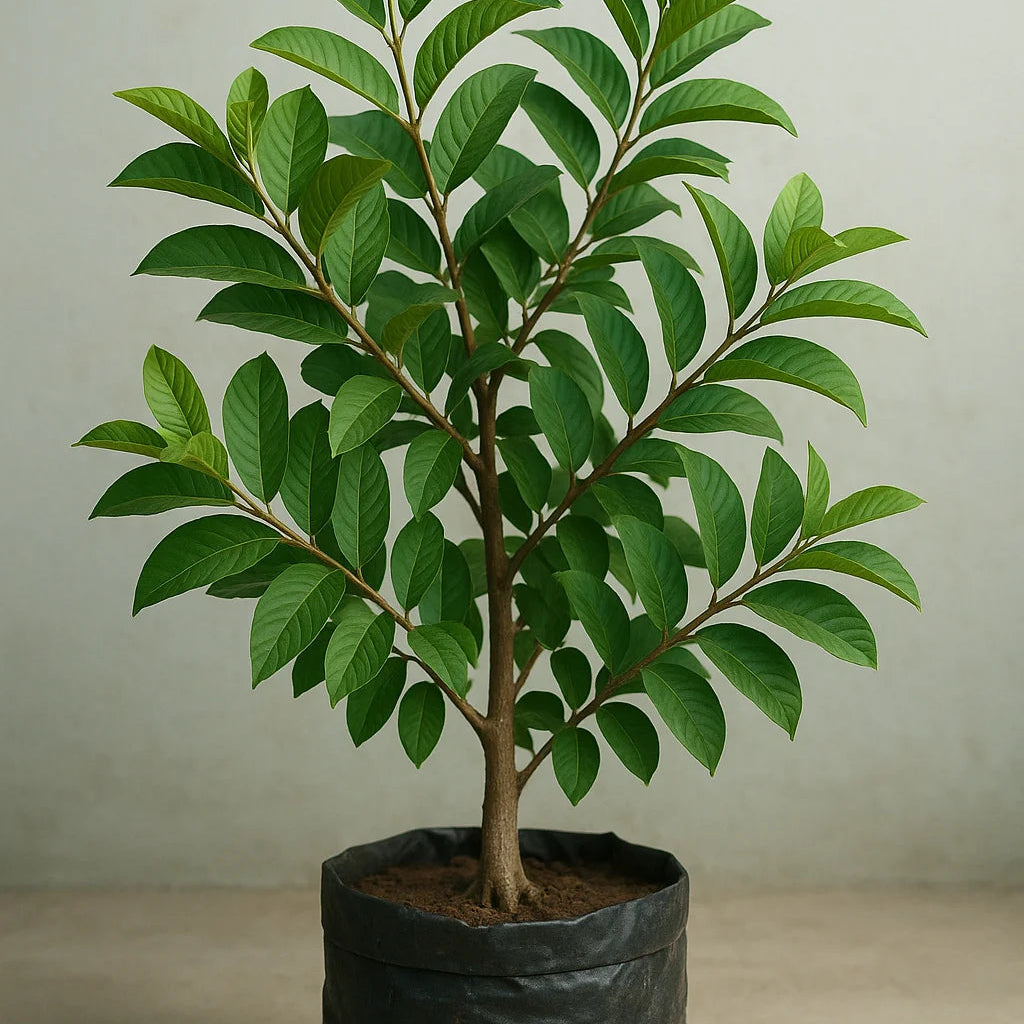 Buy L49 white Guava, "Amrud" - Plant Online at Lalitenterprise