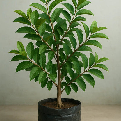 Buy L49 white Guava, "Amrud" - Plant Online at Lalitenterprise