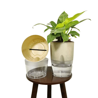 Buy LOBELLO Premium Quality self watering Stone Gold Online at Lalitenterprise