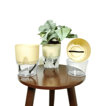 Buy LOBELLO Premium Quality self watering Stone Gold pot Online at Lalitenterprise