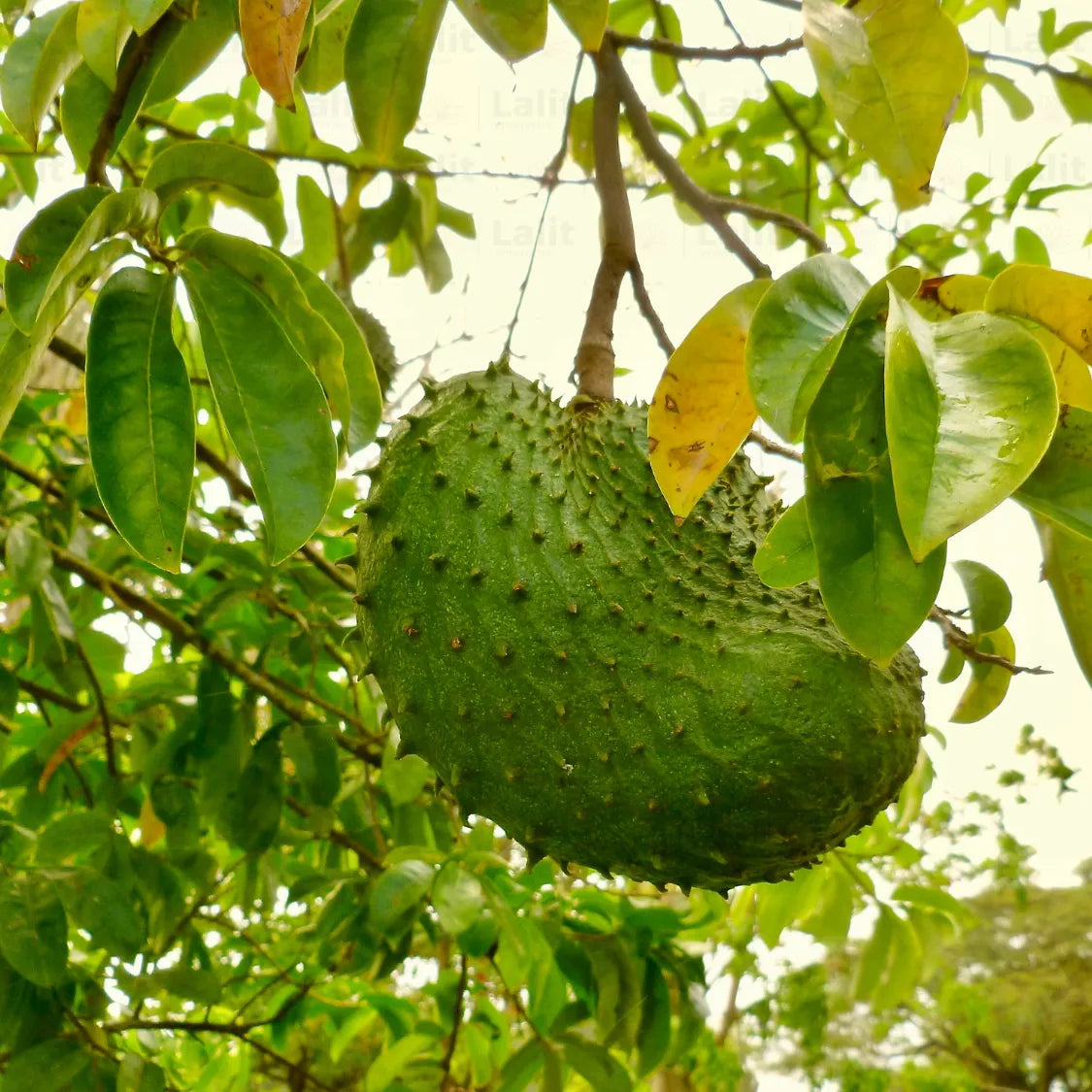 Buy  Annona Muricata - Plant Online at Lalitenterprise