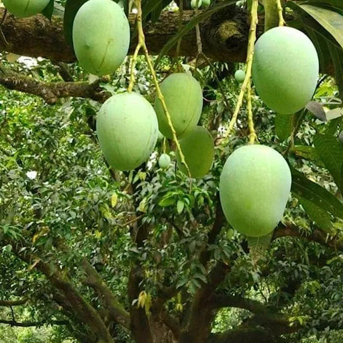 Buy Langra Mango "Grafted" - Plant Online at Lalitenterprise