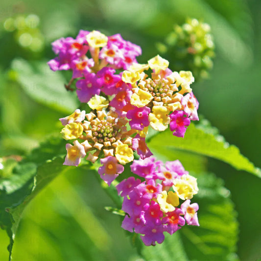 Buy Lantana Exotic Pink (Lantana Camara) Plant Online at Lalitenterprise