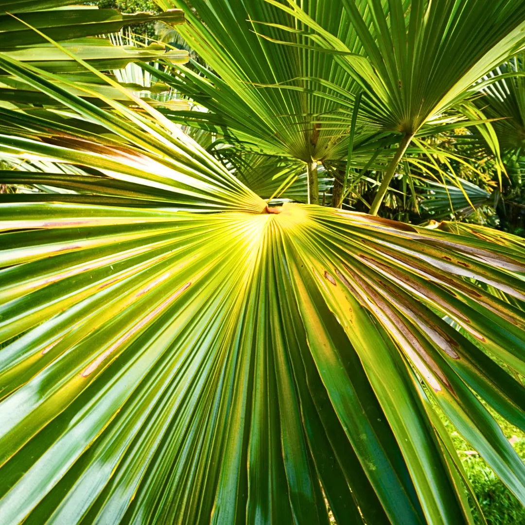 Buy Latania Verschaffeltii - Plant Online at Lalitenterprise