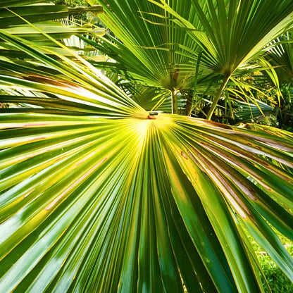 Buy Latania Verschaffeltii - Plant Online at Lalitenterprise