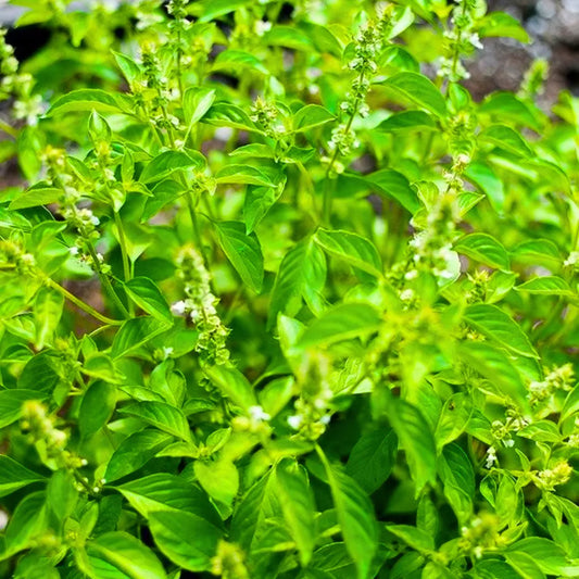 Buy Lemon Basil (Ocimum basilicum citriodorum) - Plant Online at Lalitenterpsrise