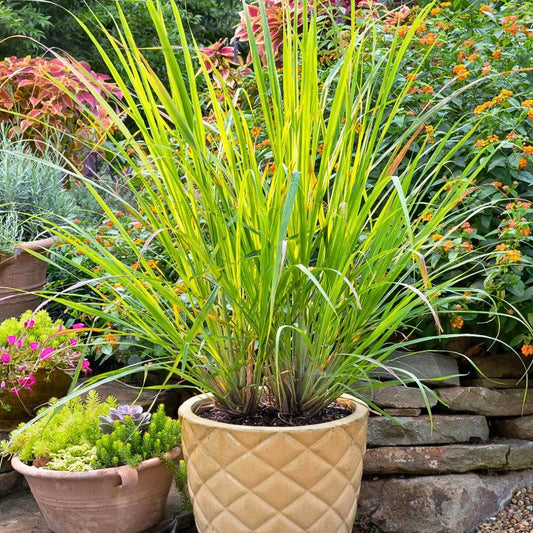 Buy Lemon Grass (Cymbopogon Citratus) Tea Grass - Plant Online at Lalitenterprise