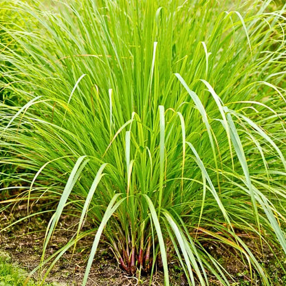 Buy Lemon Grass Plant Online at Lalitenterprise