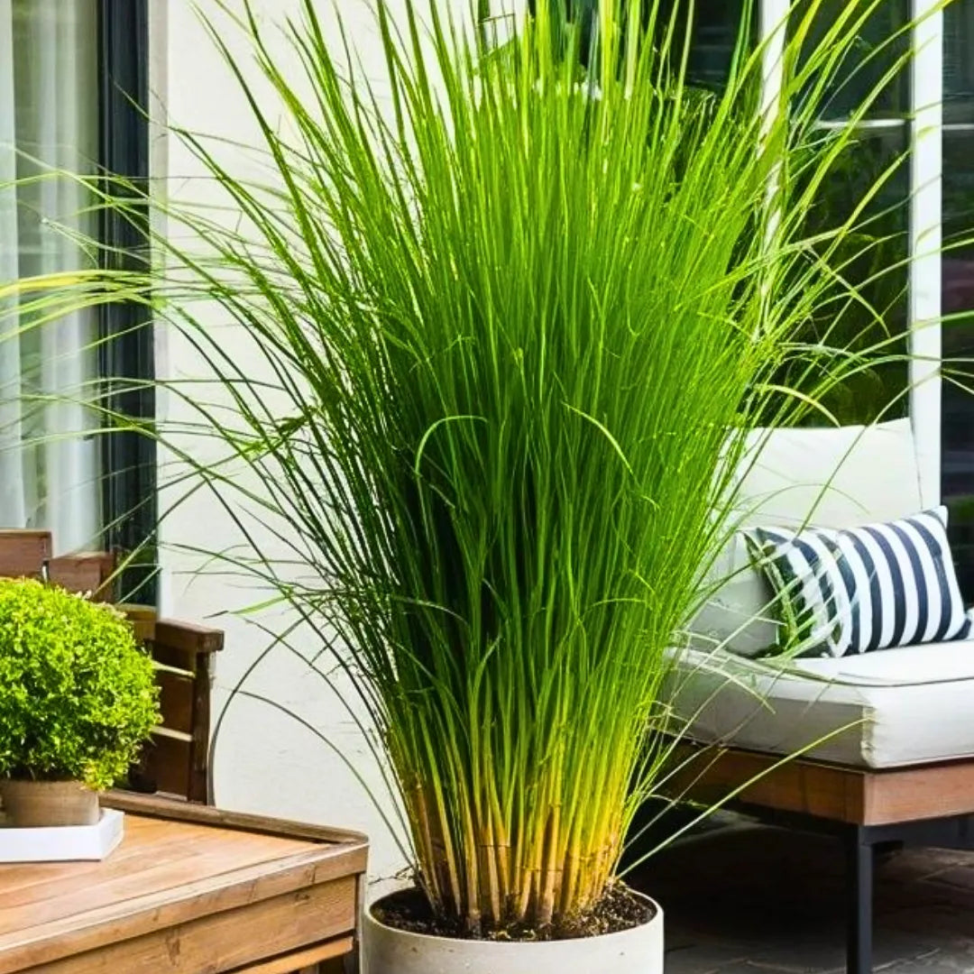 Buy Lemon Grass - Plant Online at Lalitenterprise