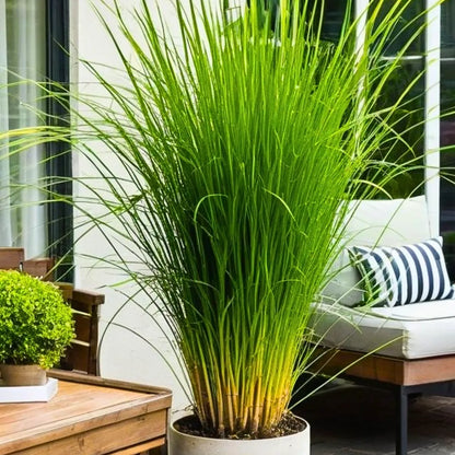 Buy Lemon Grass - Plant Online at Lalitenterprise