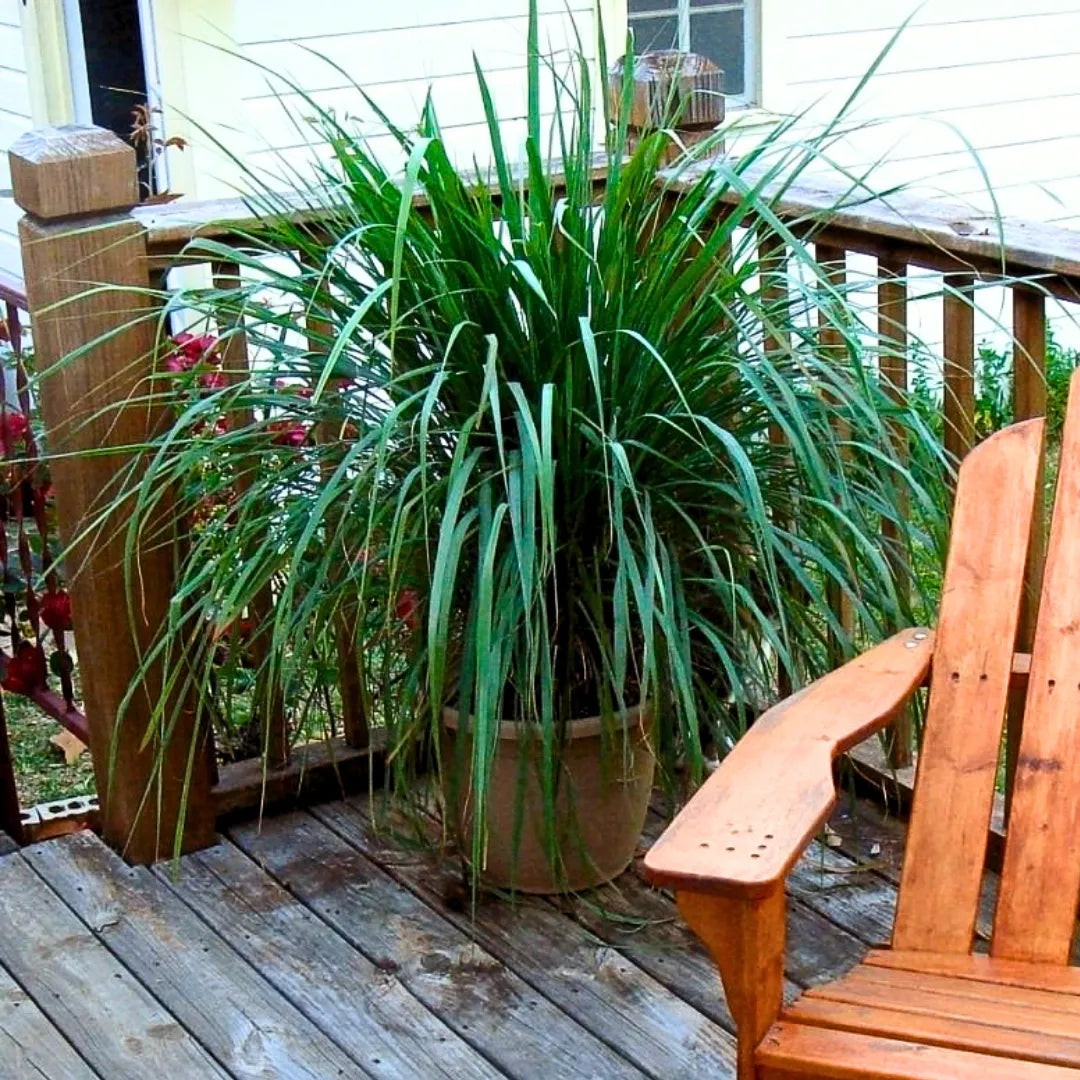 Buy Lemon Grass (Cymbopogon Citratus) Tea Grass - Plant Online at Lalitenterprise