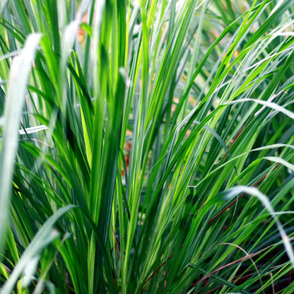 Buy Cymbopogon Citratus Plant Online at Lalitenterprise