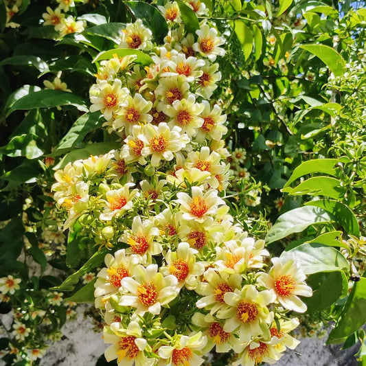 Buy Lemon Vine (Pereskia Aculeata) - Plant Online  at Lalitenerprise