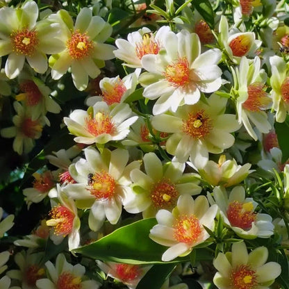 Buy  Lemon Vine (Pereskia Aculeata) - Plant Online  at Lalitenerprise