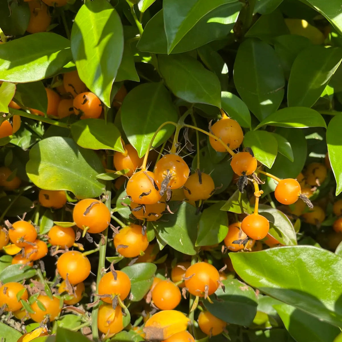 Buy Lemon Vine (Pereskia Aculeata) - Plant Online  at Lalitenerprise