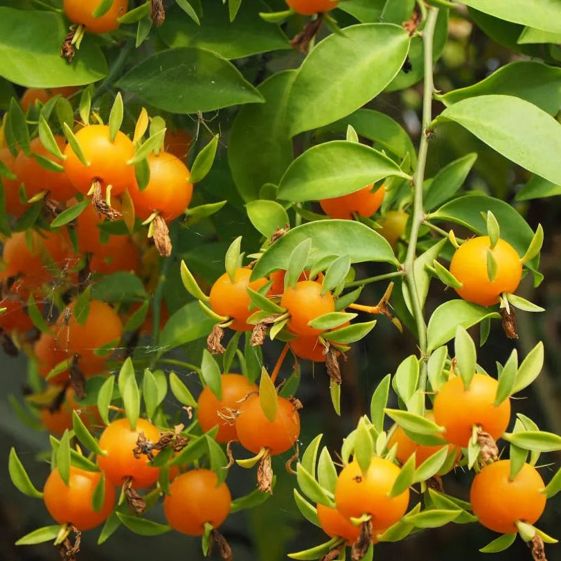 Buy Lemon Vine (Pereskia Aculeata) - Plant Online  at Lalitenerprise