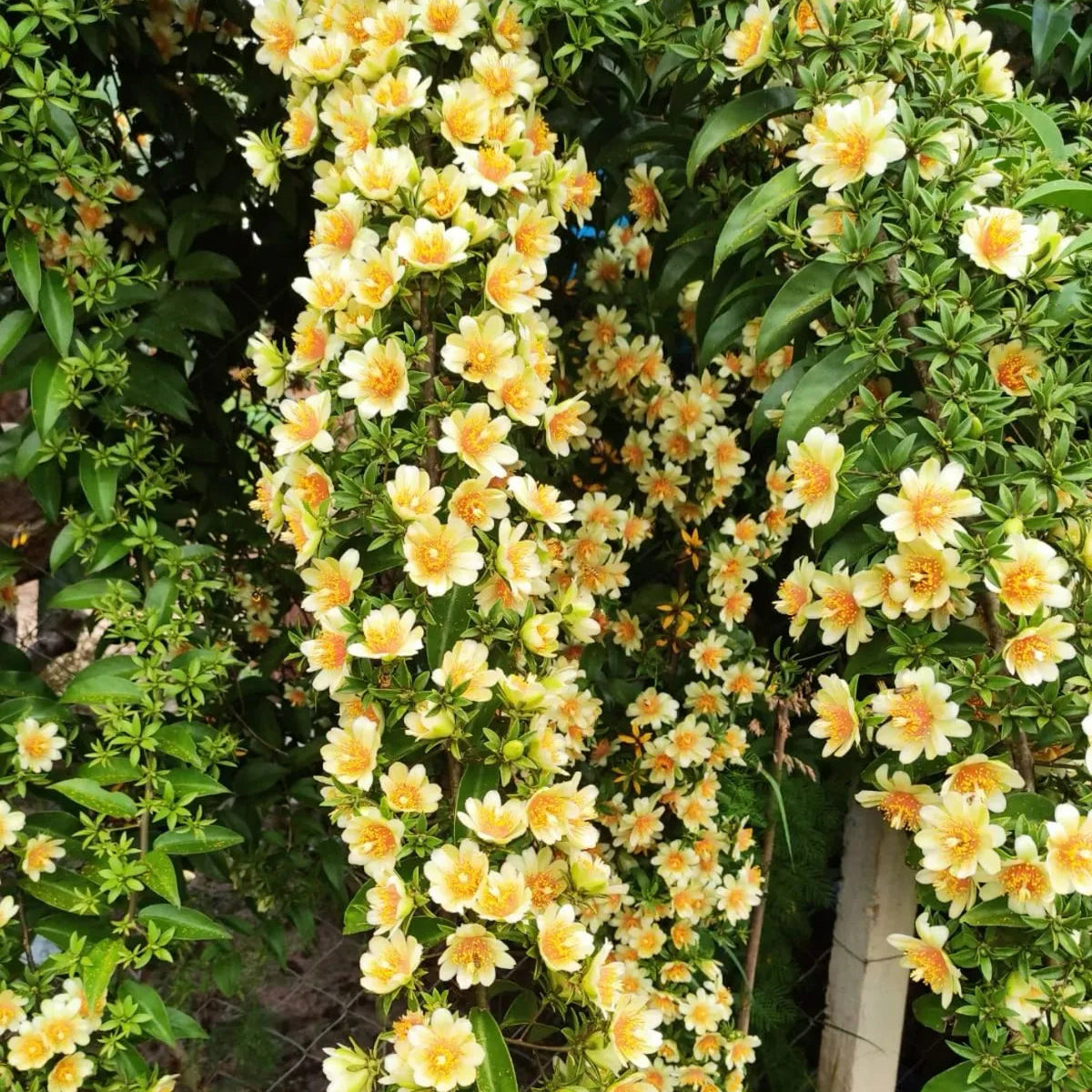 Buy Lemon Vine (Pereskia Aculeata) - Plant Online  at Lalitenerprise