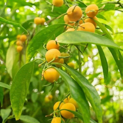 Buy Lemon Vine (Pereskia Aculeata) - Plant Online  at Lalitenerprise