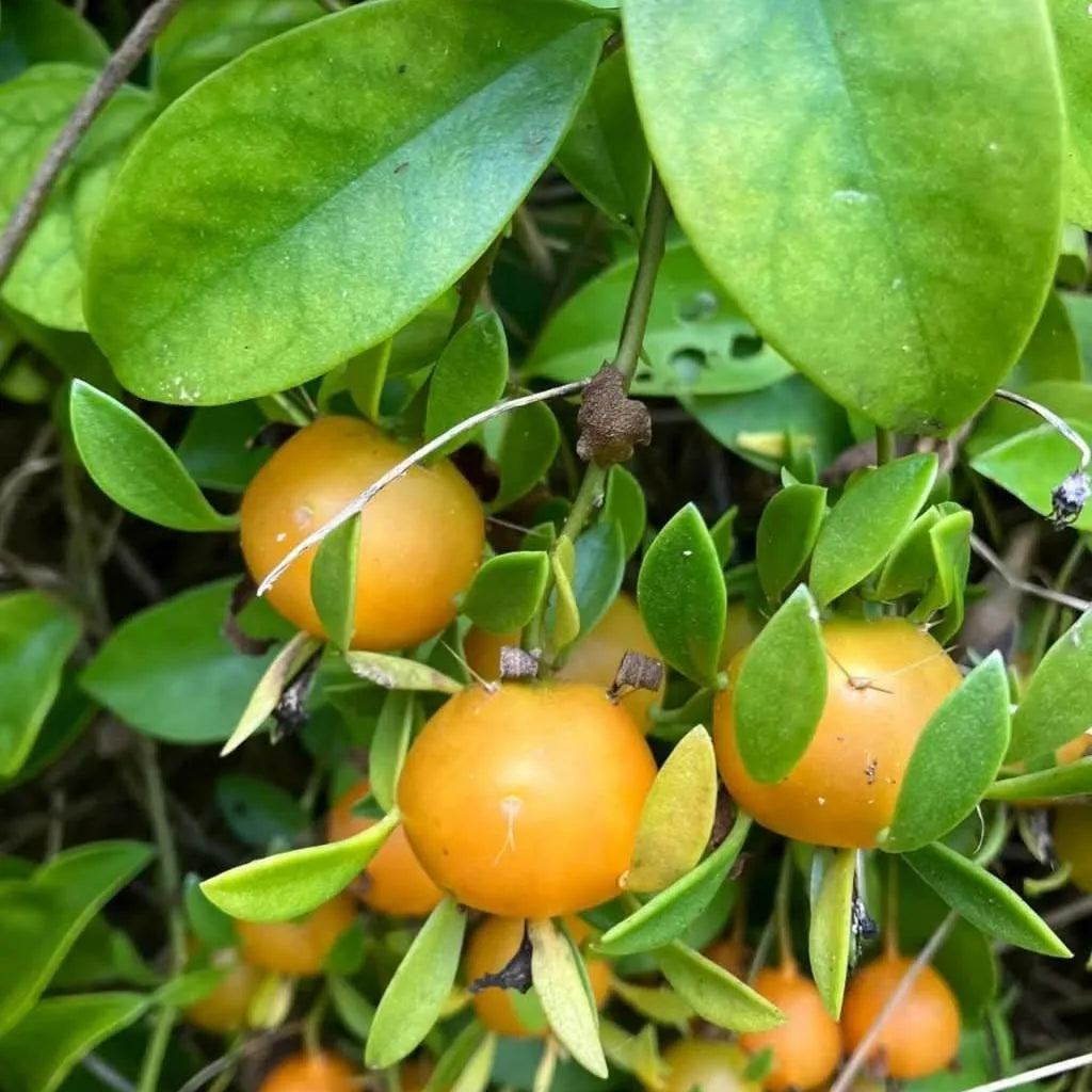 Buy Lemon Vine (Pereskia Aculeata) - Plant Online  at Lalitenerprise