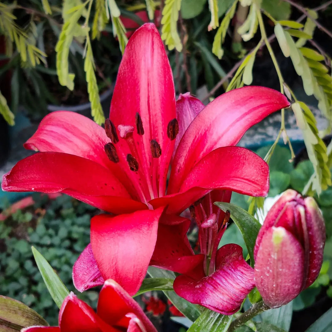 Buy Lilium bulbs india lalit enterprise 