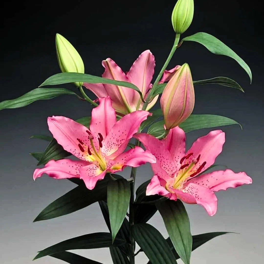 asiatic lily bulbs online india Lilium