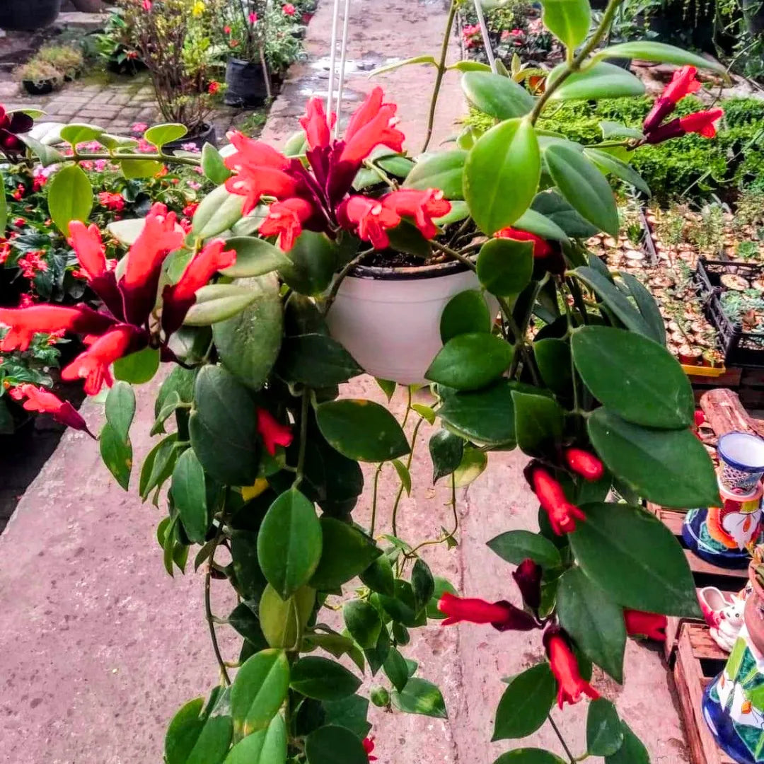 Buy Aeschynanthus Radicans - Plant Online at Lalitenterprise