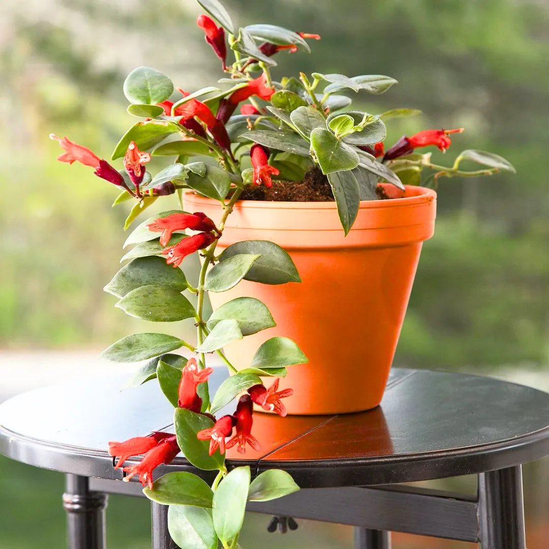 hanging red plant Lipstick Hanging (Aeschynanthus Radicans)