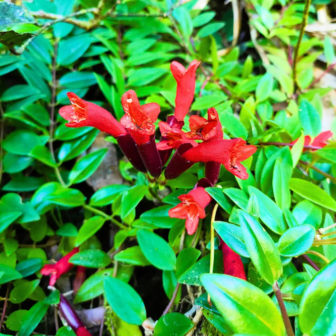 Buy Lipstick Hanging (Aeschynanthus Radicans) - Plant Online at Lalitenterprise