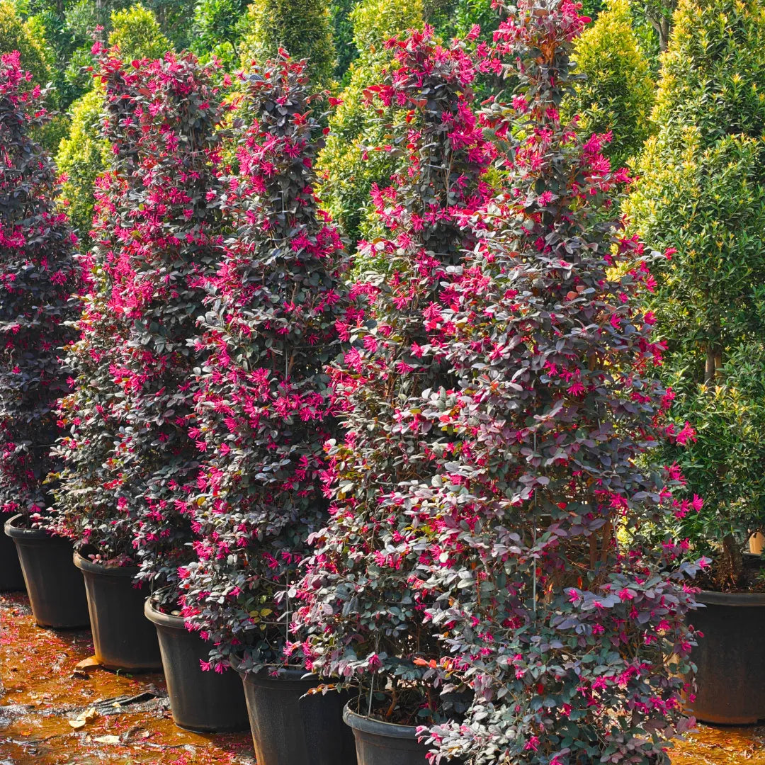 Buy Loropetalum "Cone Shape" (Chinese Fringe Flower) - Plant Online at Lalitenterprise