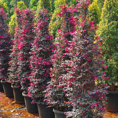 Buy Loropetalum "Cone Shape" (Chinese Fringe Flower) - Plant Online at Lalitenterprise