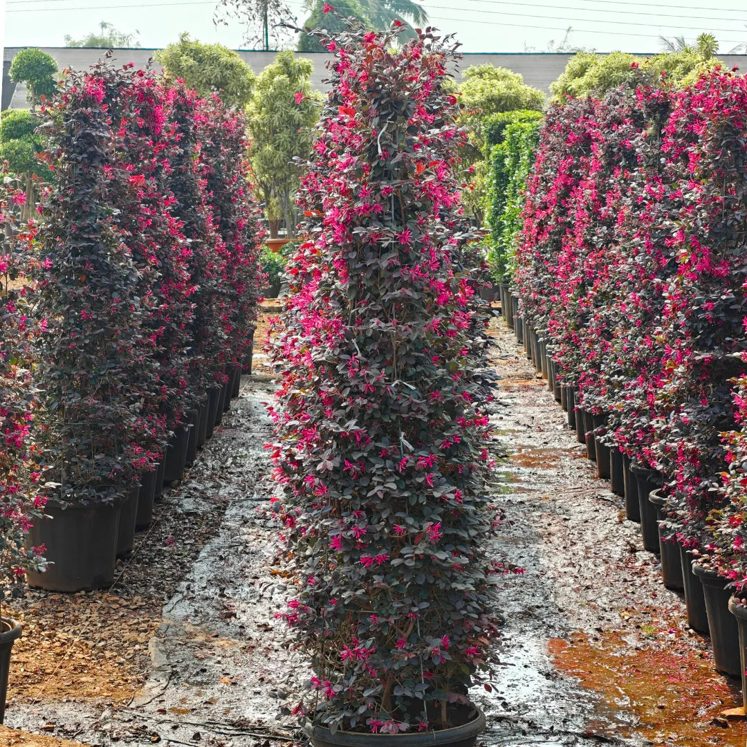 Buy Loropetalum "Cone Shape" - Plant Online at Lalitenterprise