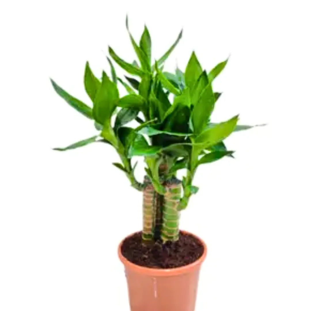 Buy Lotus Bamboo (Dracaena Sanderiana) Lucky Bamboo - Plant Online at Lalitenterprise