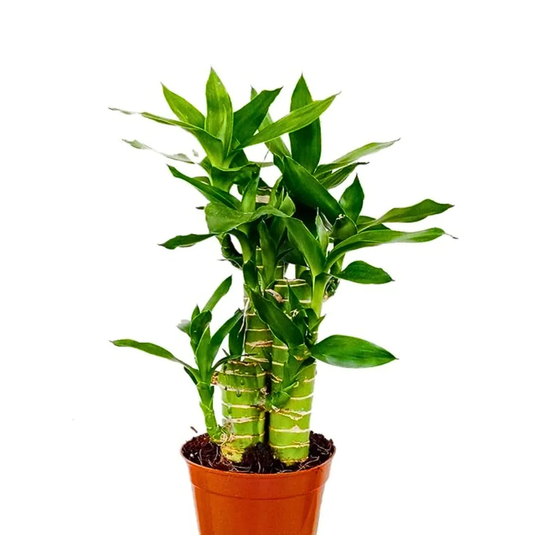 Buy Lotus Bamboo (Dracaena Sanderiana) Lucky Bamboo - Plant Online at Lalitenterprise