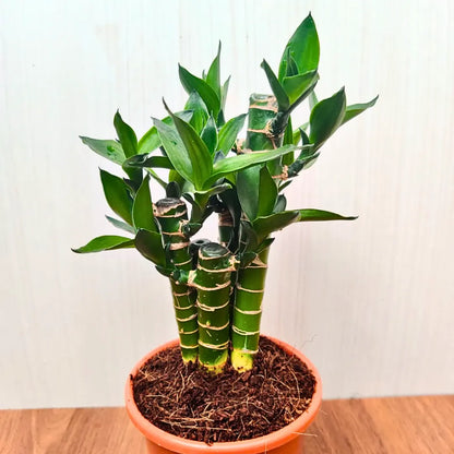 Buy Lotus Bamboo (Dracaena Sanderiana) Lucky Bamboo - Plant Online at Lalitenterprise