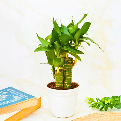 Buy Lotus Bamboo (Dracaena Sanderiana) Lucky Bamboo - Plant Online at Lalitenterprise
