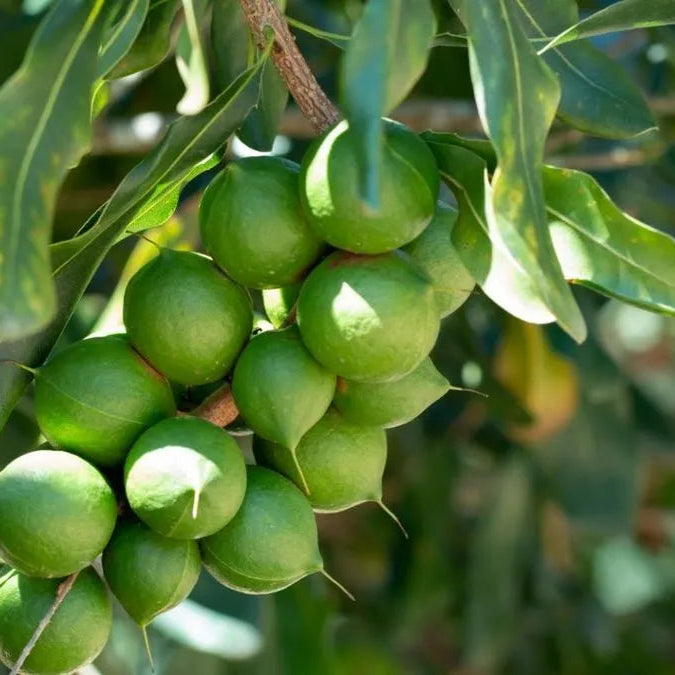 Buy Macadamia Grafted (Macadamia Integrifolia) - Plant Online at Lalitenterprise