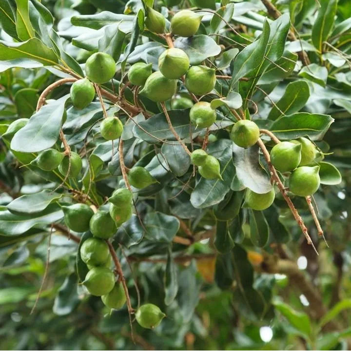 Buy Macadamia Grafted (Macadamia Integrifolia) - Plant Online at Lalitenterprise