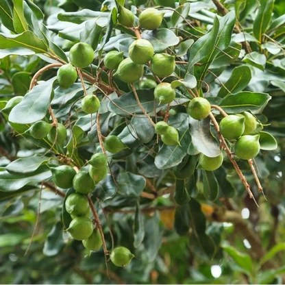 Buy Macadamia Grafted (Macadamia Integrifolia) - Plant Online at Lalitenterprise