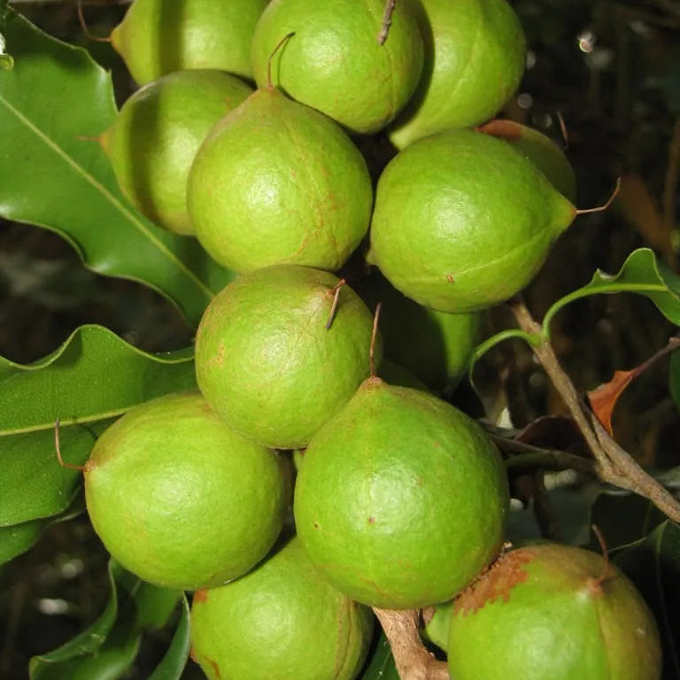 Buy Macadamia Grafted (Macadamia Integrifolia) - Plant Online at Lalitenterprise