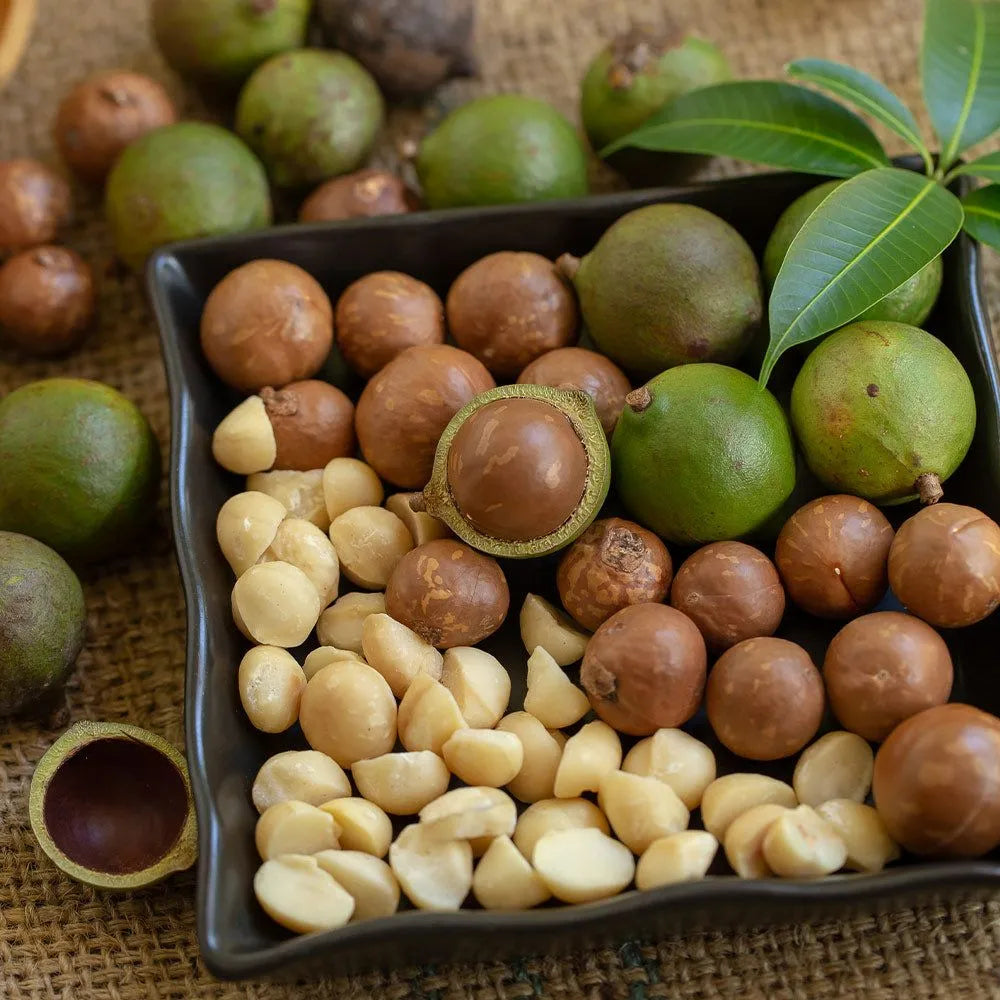 Buy Macadamia Grafted (Macadamia Integrifolia) - Plant Online at Lalitenterprise