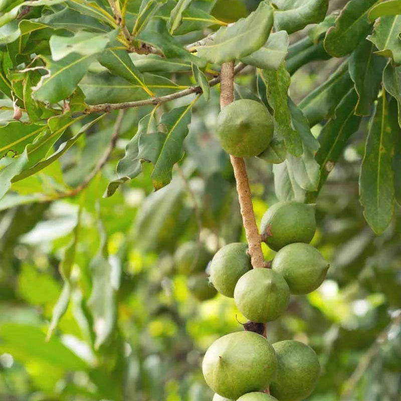 Buy Macadamia HAES 246 (Keauhou) "Grafted" - Plant Online at Lalitenterprise