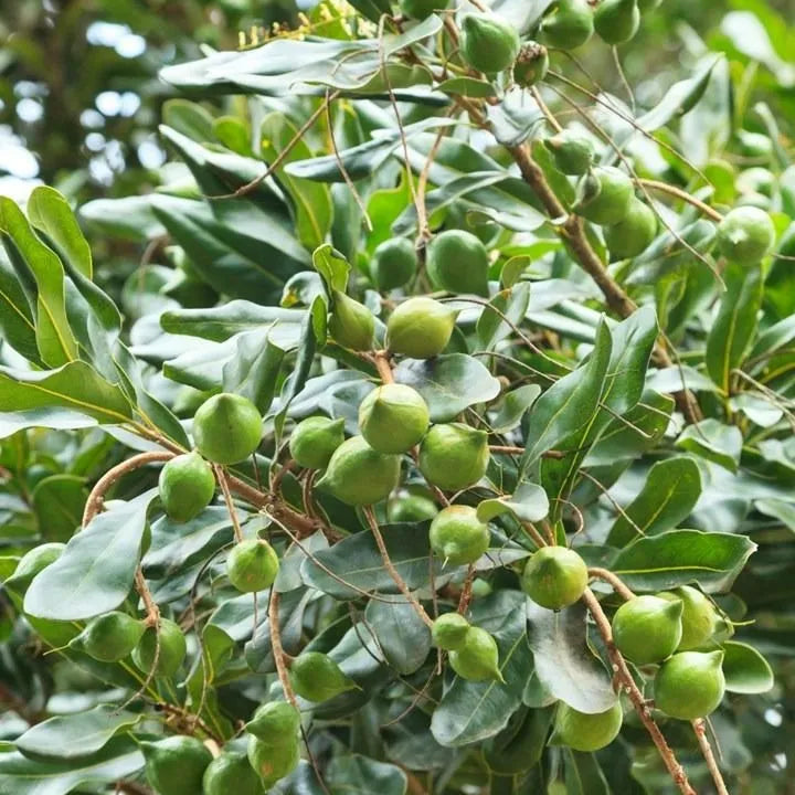 Buy Macadamia HAES 246 (Keauhou) "Grafted" - Plant Online at Lalitenterprise