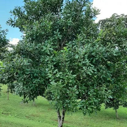 Buy Macadamia HAES 246 (Keauhou) "Grafted" - Plant Online at Lalitenterprise