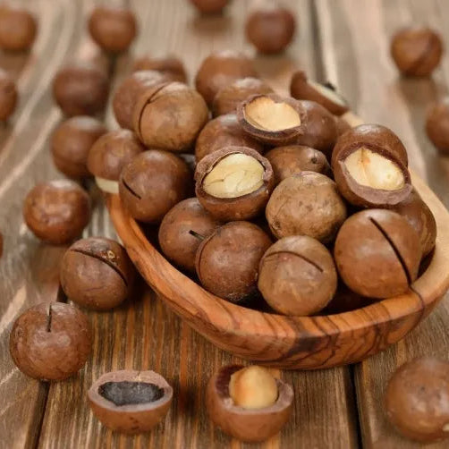 Buy Macadamia HAES 246 (Keauhou) "Grafted" - Plant Online at Lalitenterprise
