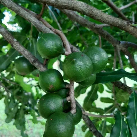 Buy Macadamia HAES 246 (Keauhou) "Grafted" - Plant Online at Lalitenterprise